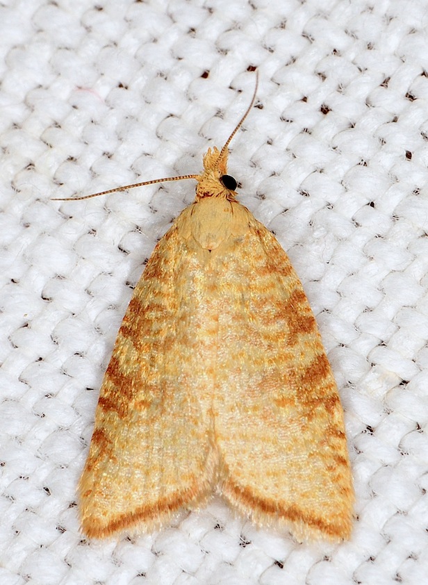 Tortricidae N. 1